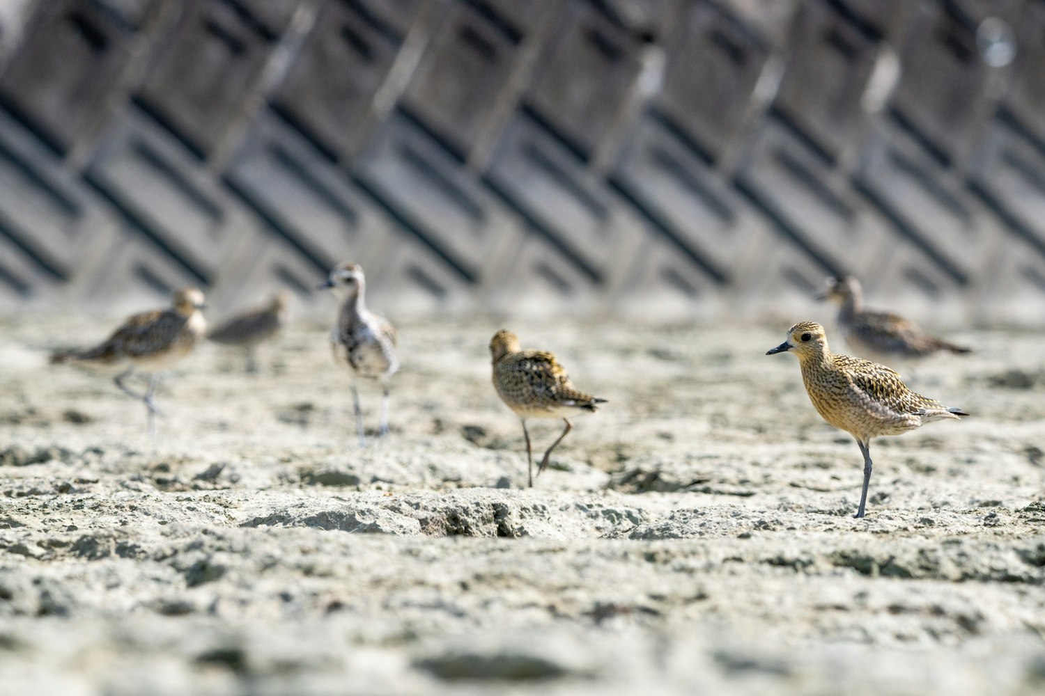 沖縄県内では公園でも見かけることがある - 2025.09.28