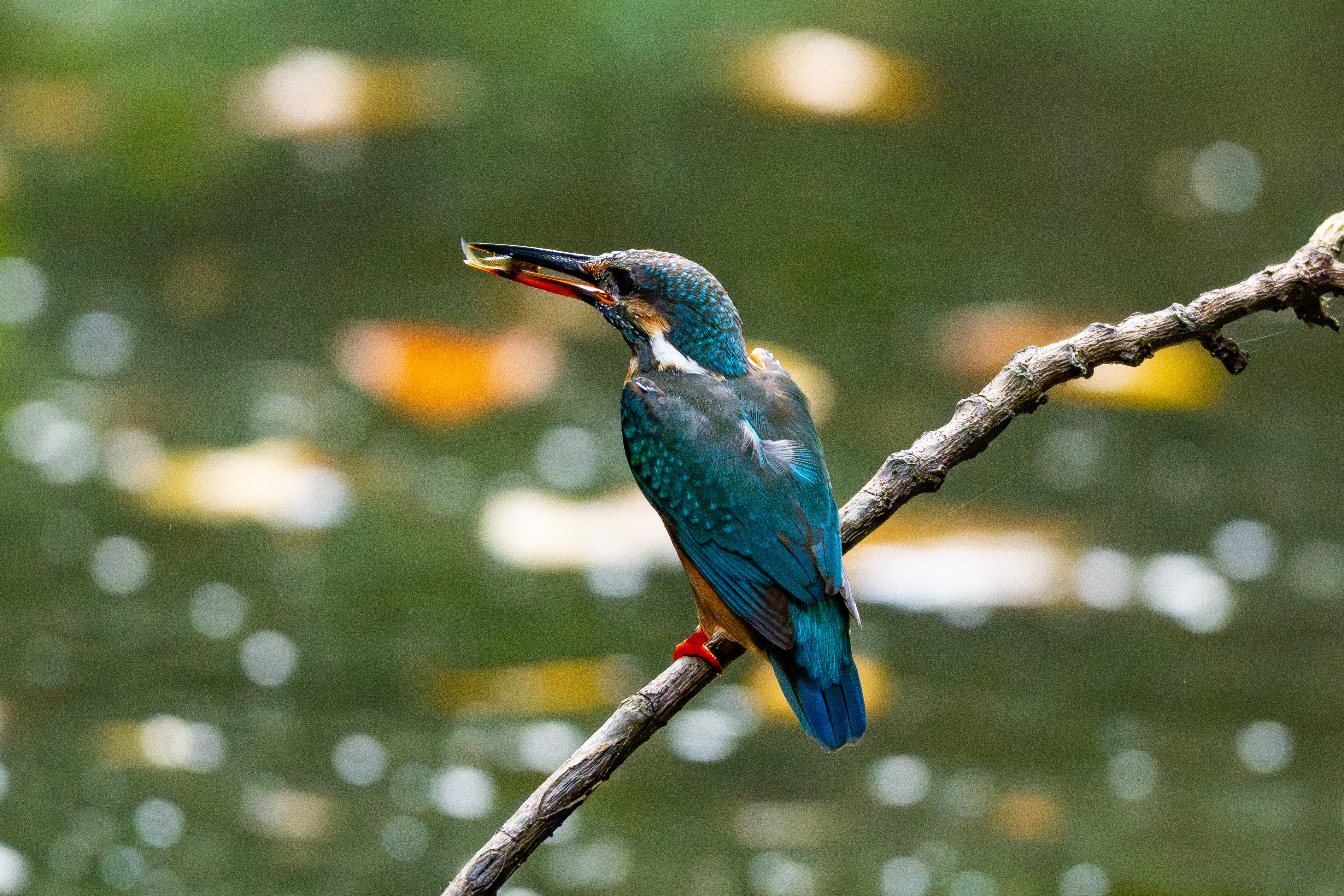 カワセミ｜沖縄の野鳥