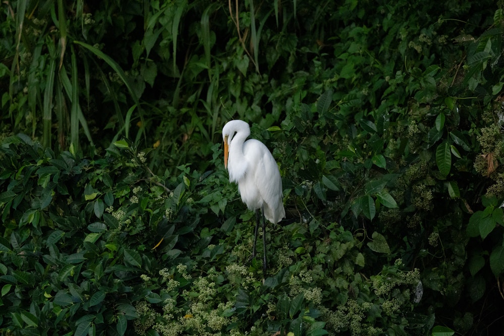 休むダイサギ - 2025.12.21 沖縄県南城市