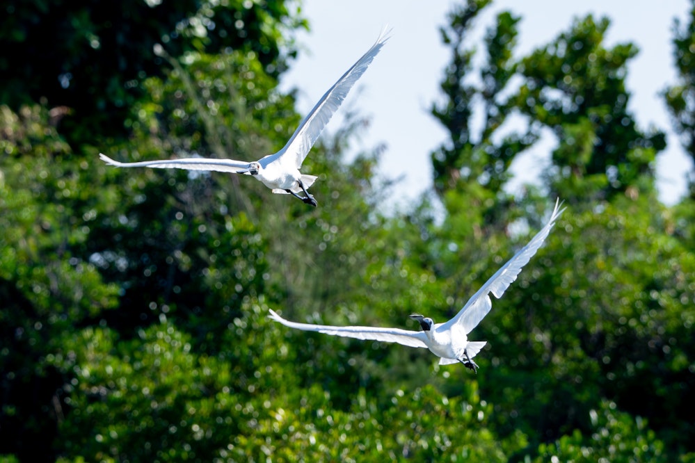 飛行するクロツラヘラサギ - 2025.12.01 沖縄県沖縄市