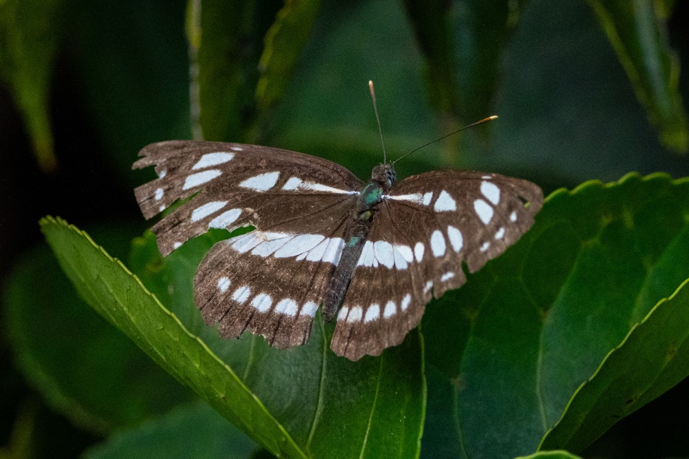 リュウキュウミスジ - 2025.10.25 沖縄県南城市