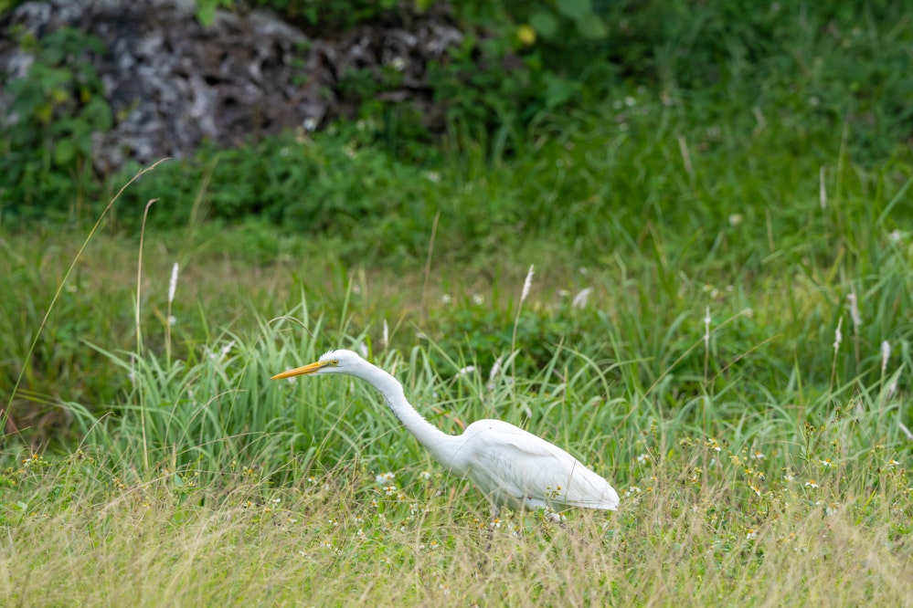 グスク（城）内の草原で昆虫をとるダイサギ - 2025.12.21 沖縄県南城市