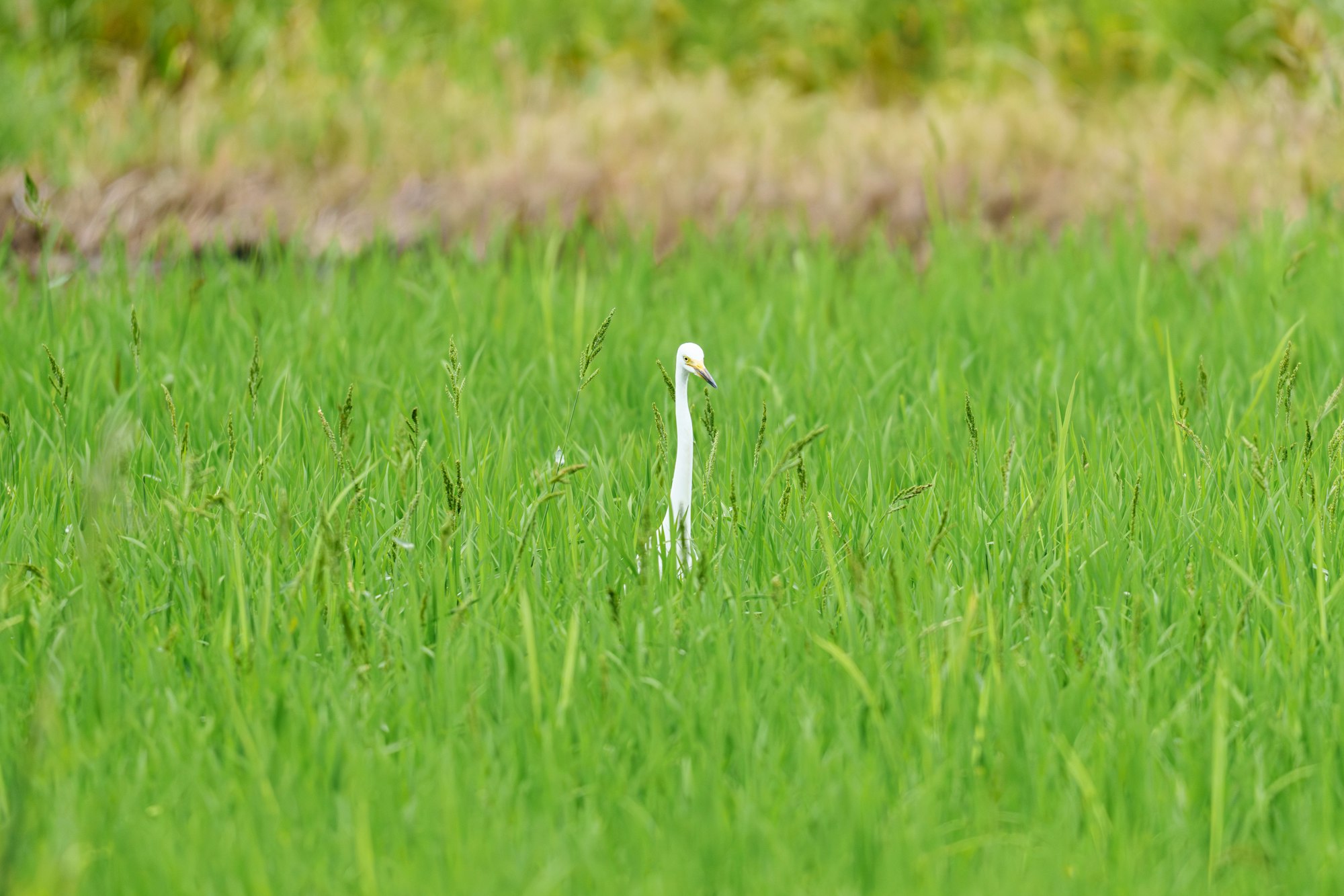 田んぼの中で獲物を探すチュウサギ - 2025.06.02 田んぼ(沖縄県国頭村)
