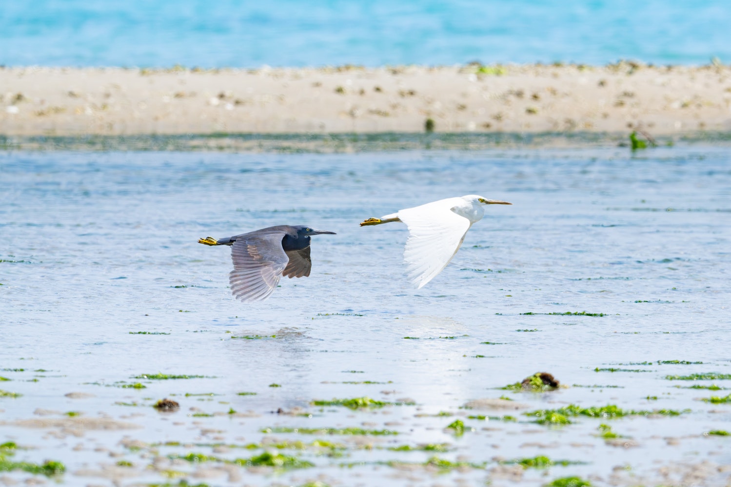 クロサギ：白型と一緒に飛行する様子 - 2025.05.02 沖縄県沖縄市