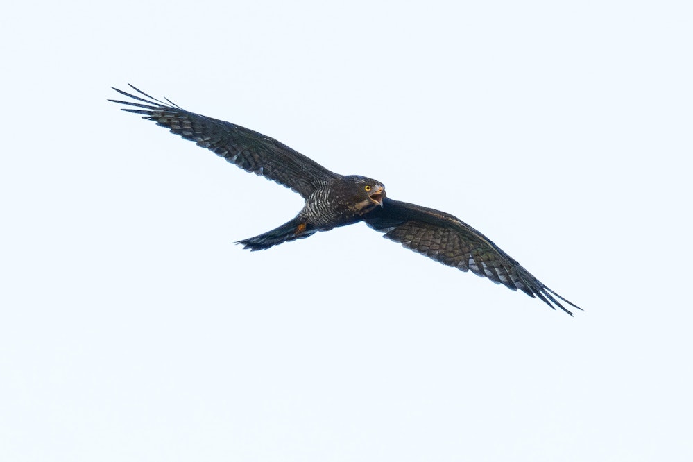 鳴きながら飛ぶサシバ - 2025.11.04 沖縄県西原町