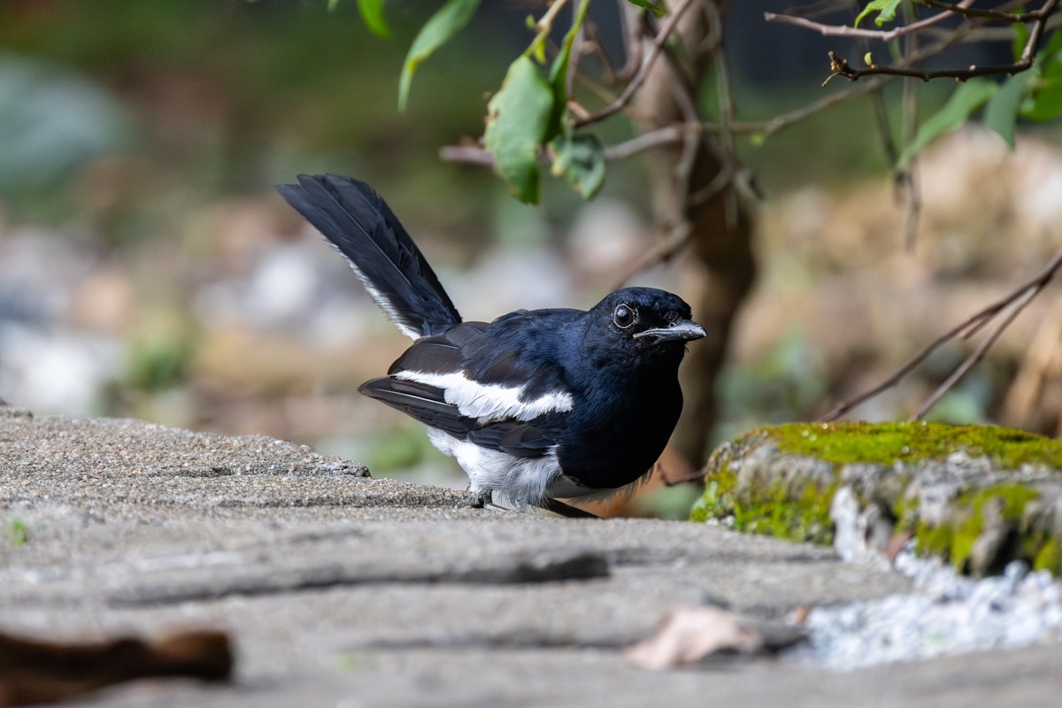 マレーシアの野鳥:シキチョウ