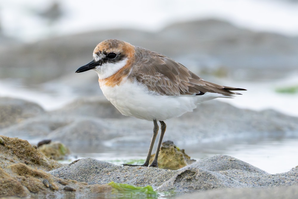 Alternate plumage（成鳥夏羽）になりつつある - 2026.03.29 沖縄県沖縄市