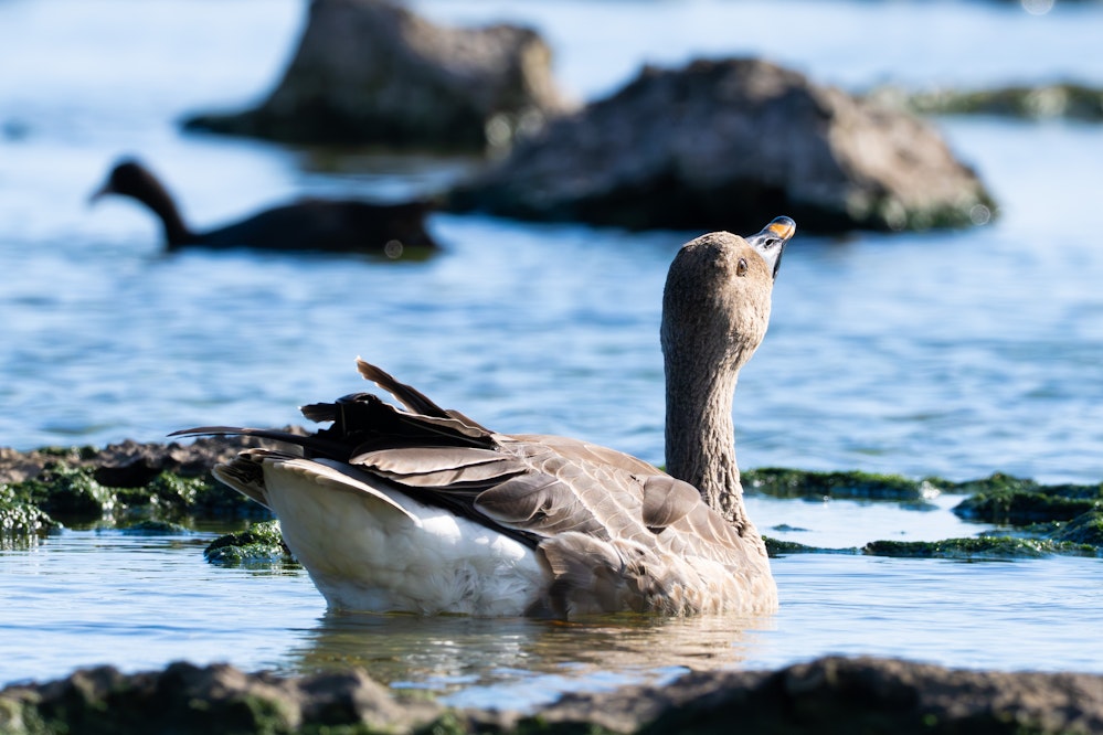 水を飲むヒシクイ - 2026.01.04 沖縄県糸満市