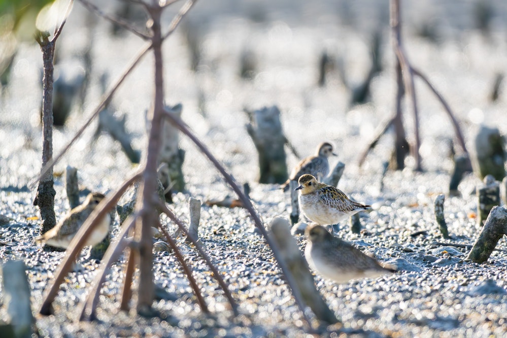 マングローブ林にいた10羽の群れ - 2026.01.12 沖縄県うるま市