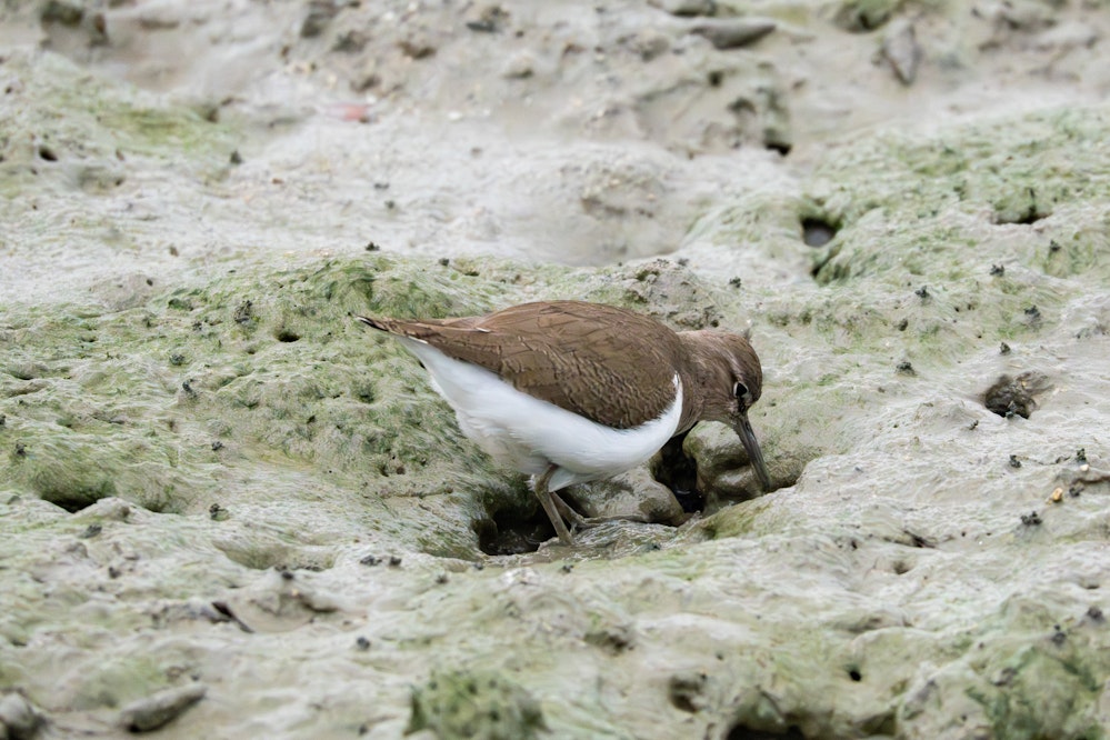 干潟で餌を探す様子 - 2026.01.22 沖縄県糸満市