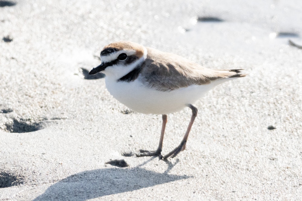 こちらは夏羽 - 2026.01.12 沖縄県沖縄市