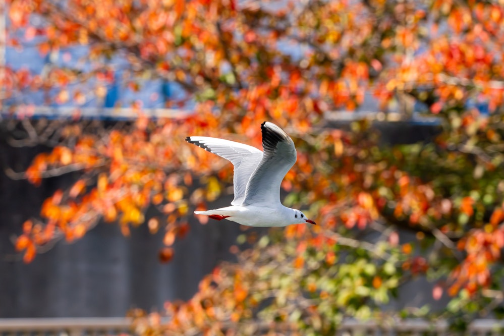 東京では川沿いを散歩するだけで見かける - 2025.11.15 東京都墨田区