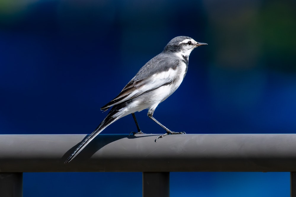 ハクセキレイの成鳥（雌）、模様がはっきりしている、体の色は灰色 - 2025.11.09 沖縄県与那原町