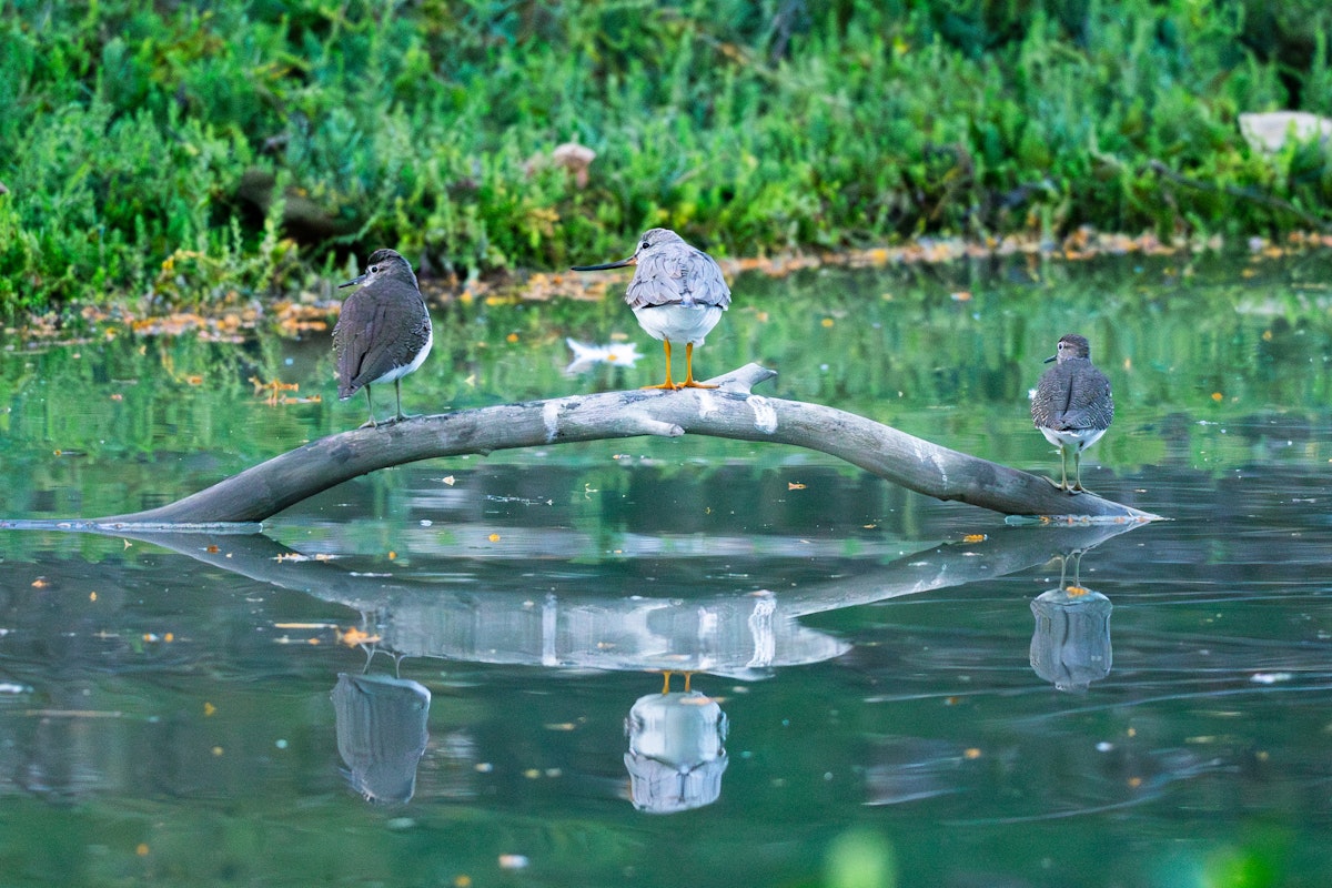 お尻がキュートなソリハシシギとイソシギ - 2025.10.18 沖縄県南城市