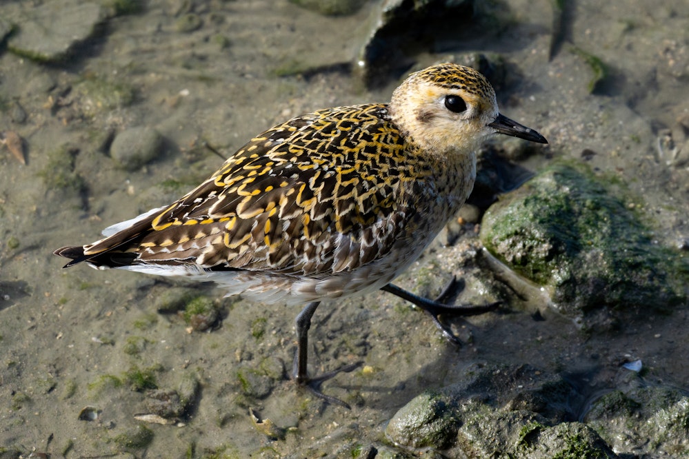 足元にいたムナグロ - 2026.01.17 沖縄県豊見城市