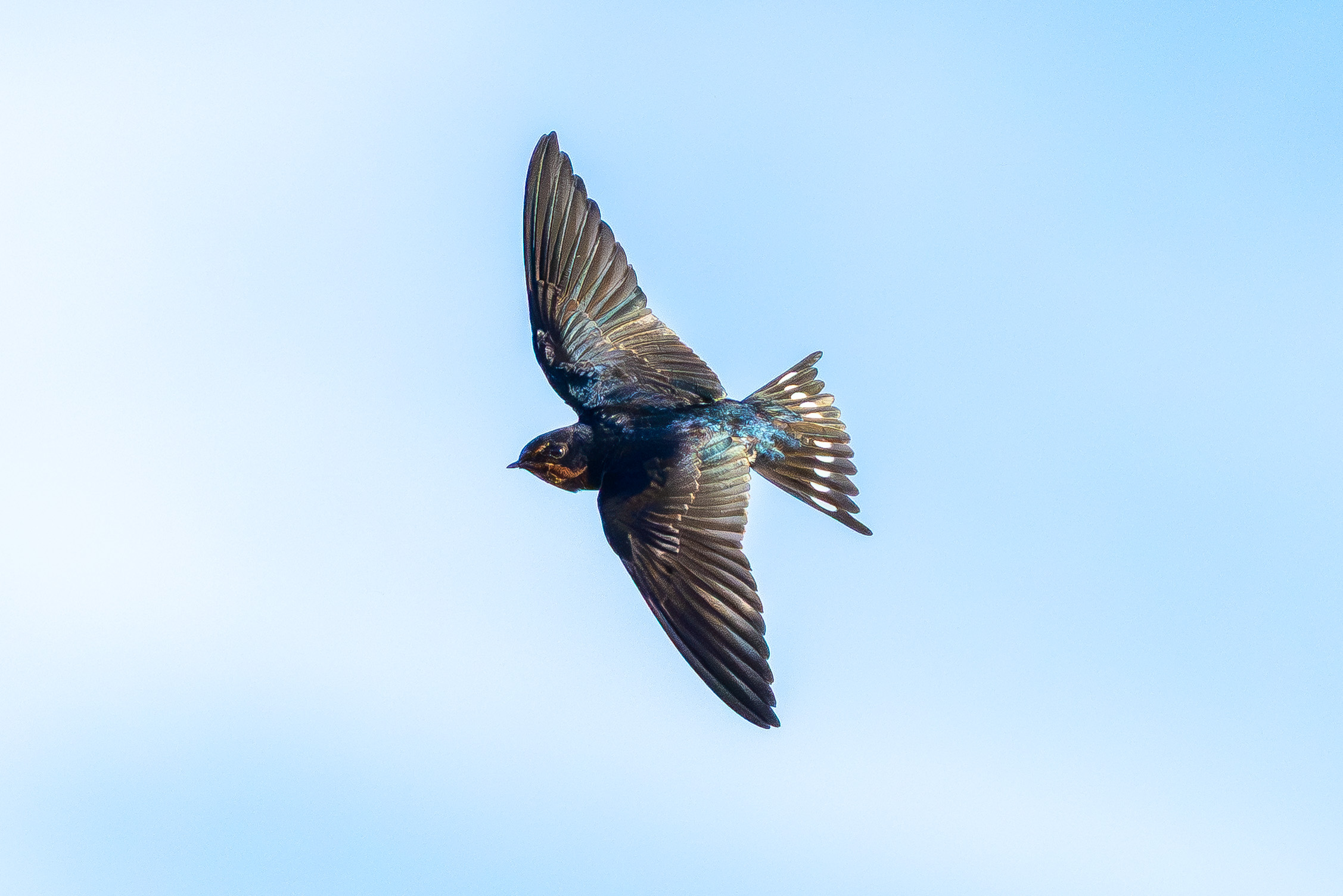 リュウキュウツバメ｜沖縄の野鳥