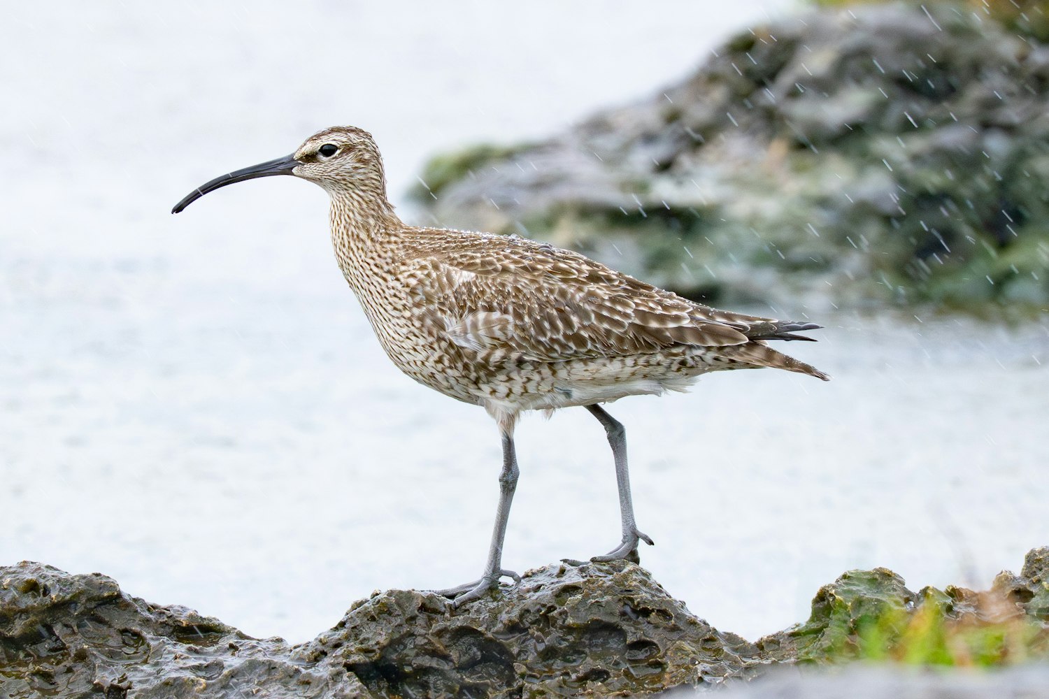 チュウシャクシギ：FPA（夏羽へ換羽中）小雨覆全体などは juvenile、大半は新羽？  2026.05.12 沖縄県糸満市