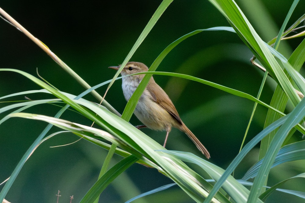 一瞬だけ見れた - 2025.03.17 沖縄県南城市