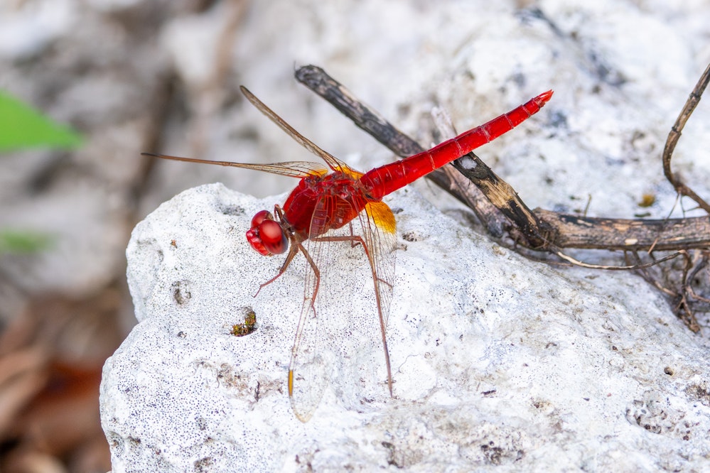 ショウジョウトンボ - 2025.10.27 沖縄県南城市