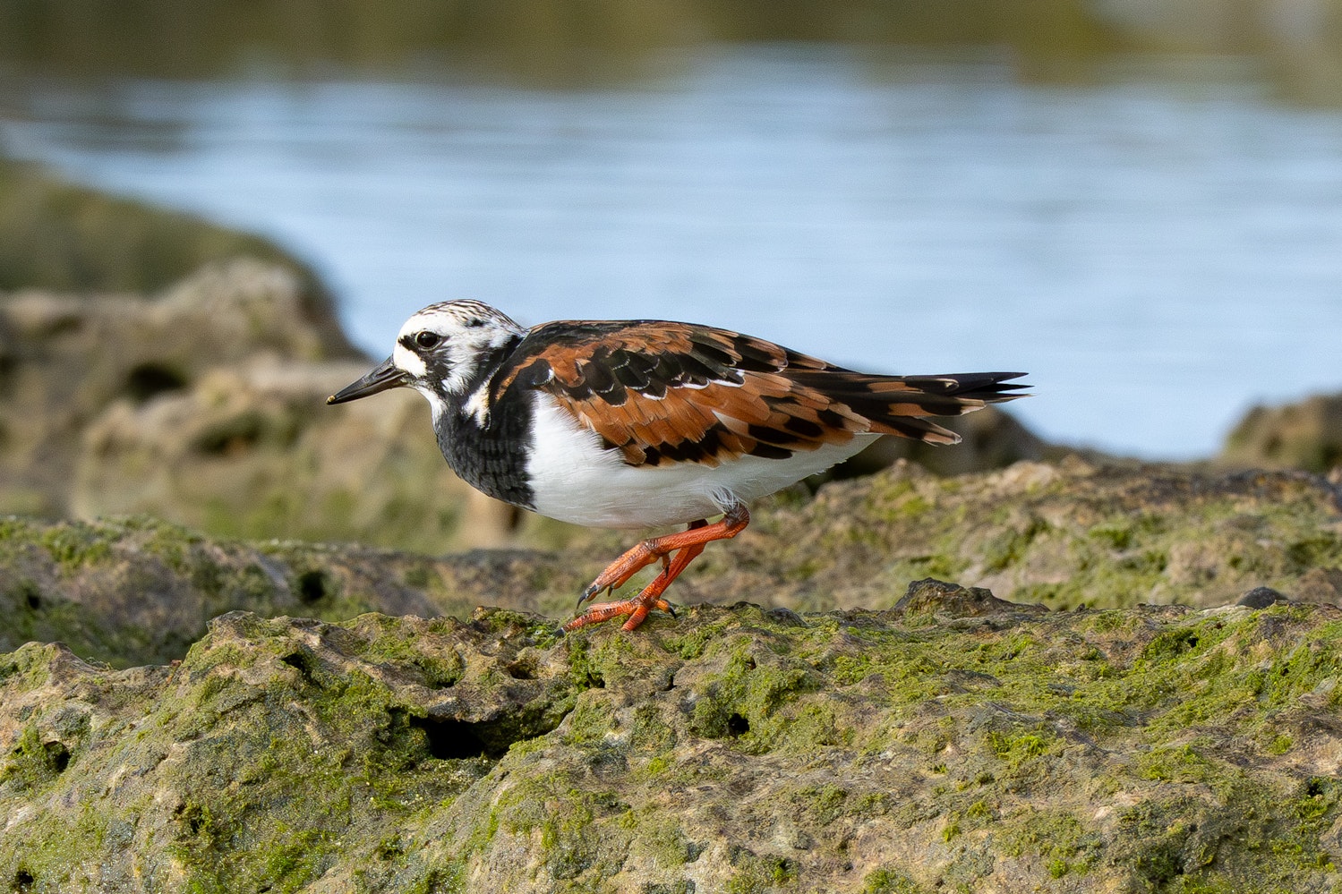 キョウジョシギ：Alternate plumage（成鳥夏羽）- 2026.04.29 沖縄県糸満市