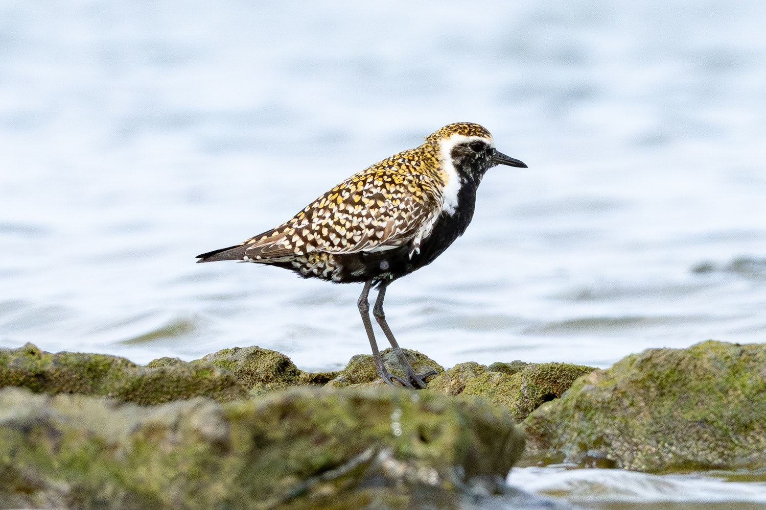 ムナグロ：Alternate plumage（夏羽）- 2026.04.29 沖縄県糸満市