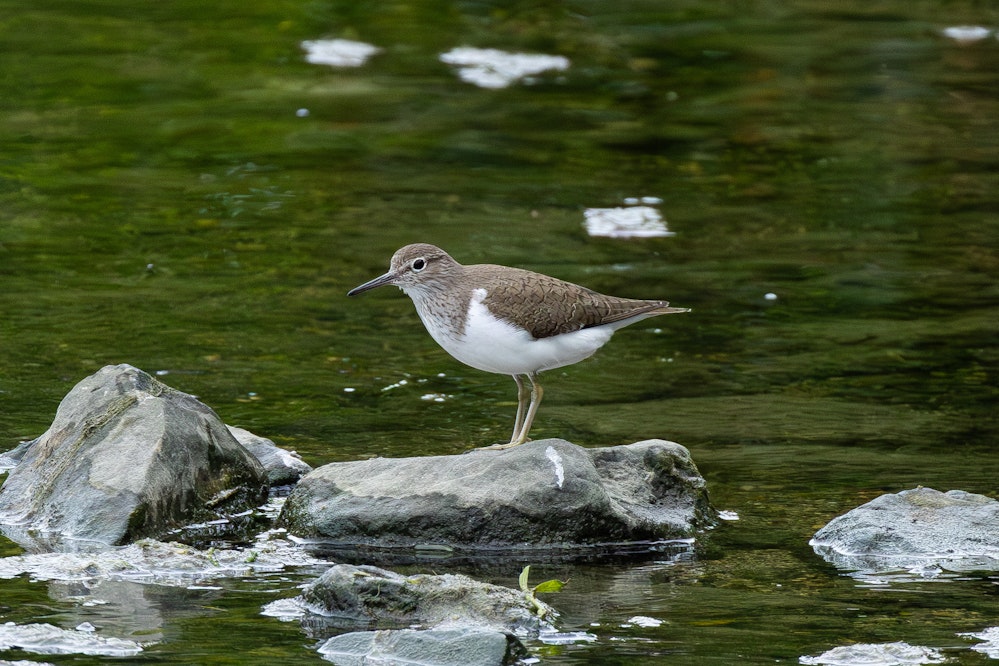 どんな時でもお尻を振っている - 2025.04.27 沖縄県沖縄市