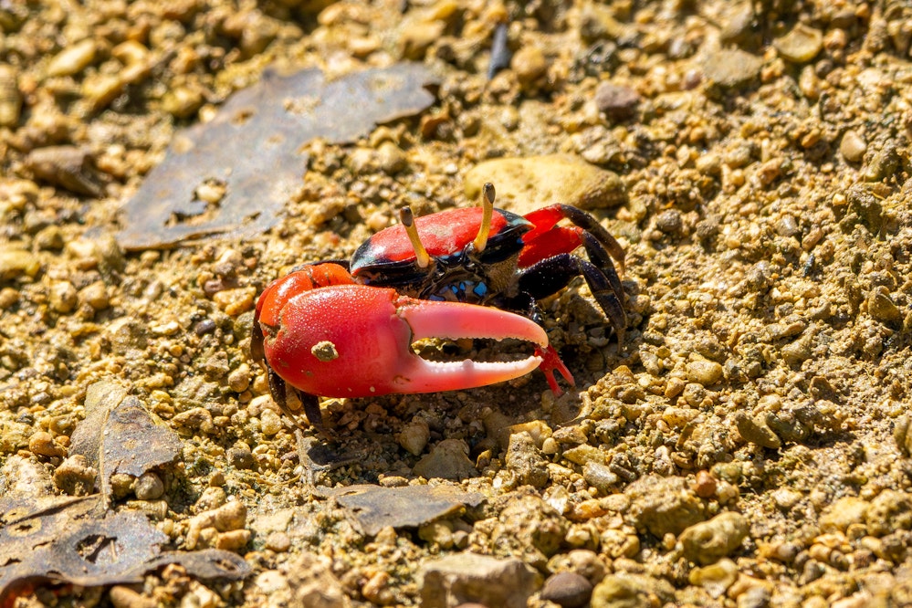 ベニシオマネキ