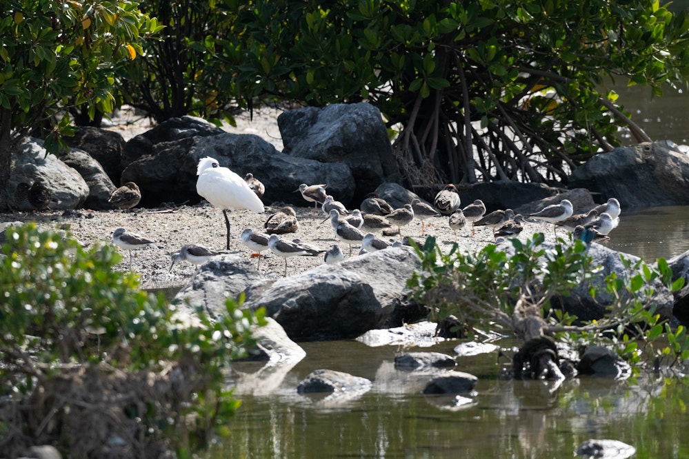 アカアシシギ・アオアシシギ・クロツラヘラサギの群れ - 2026.03.08 沖縄県沖縄市