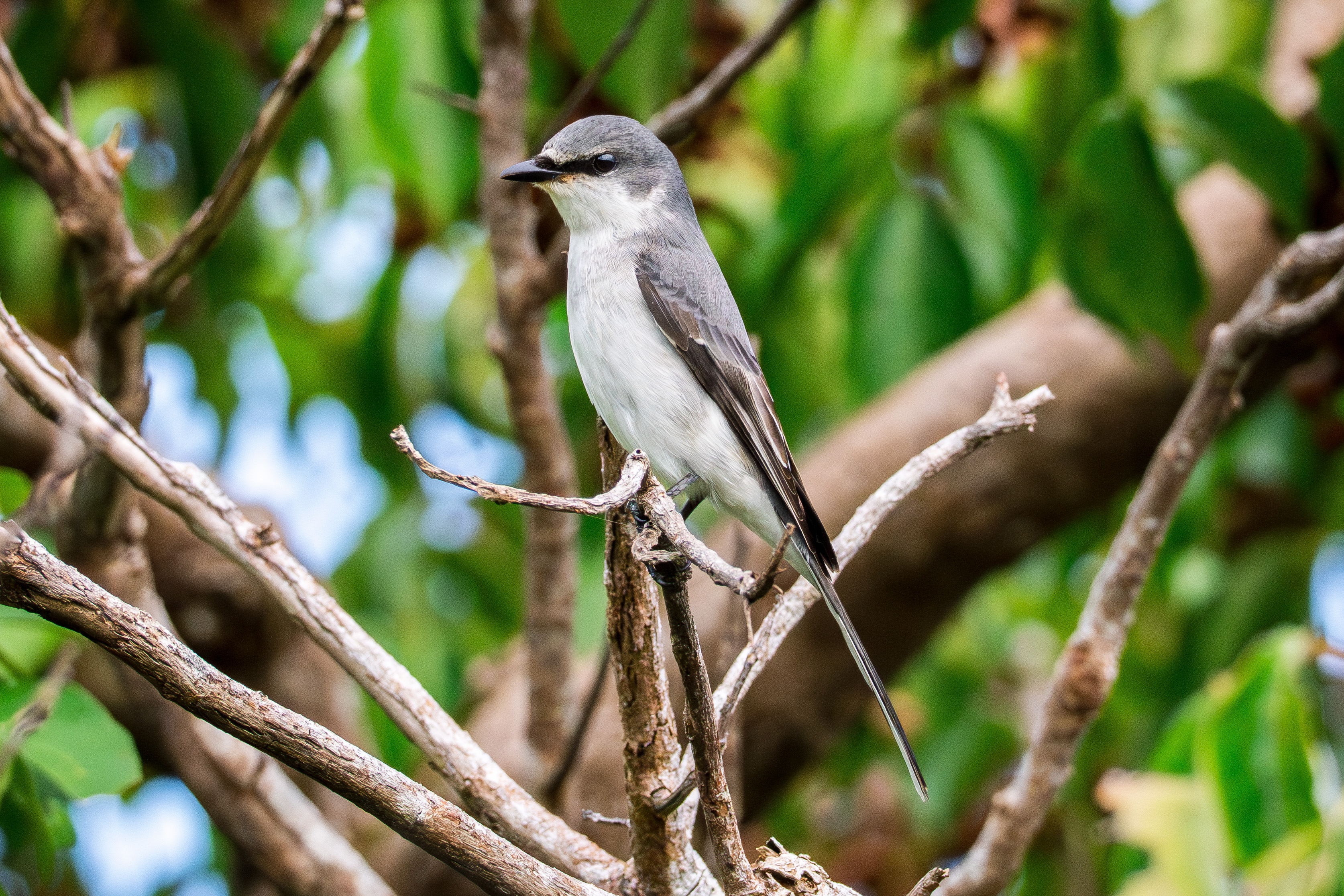 スズメ｜沖縄の野鳥