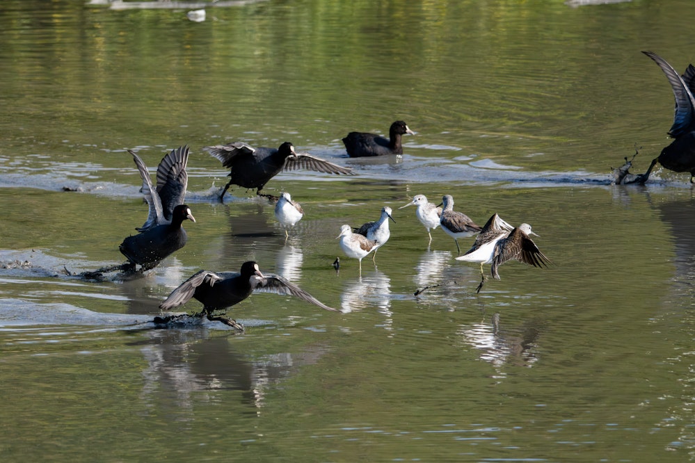 突然飛び立つオオバンと、びっくりするアオアシシギ達 - 2026.01.25 沖縄県豊見城市