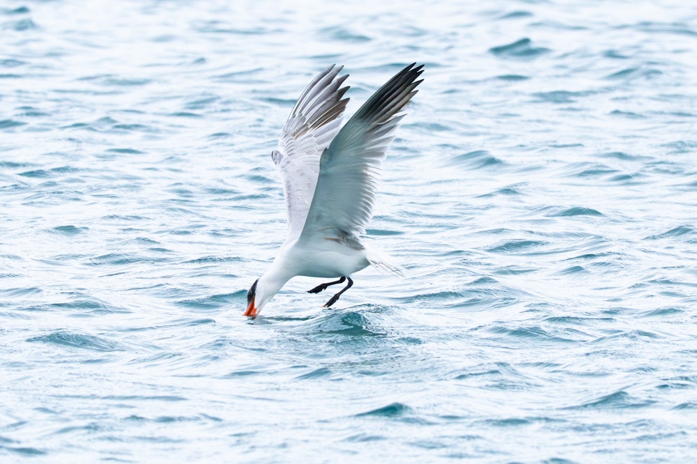 水面付近で獲物を拾い上げる