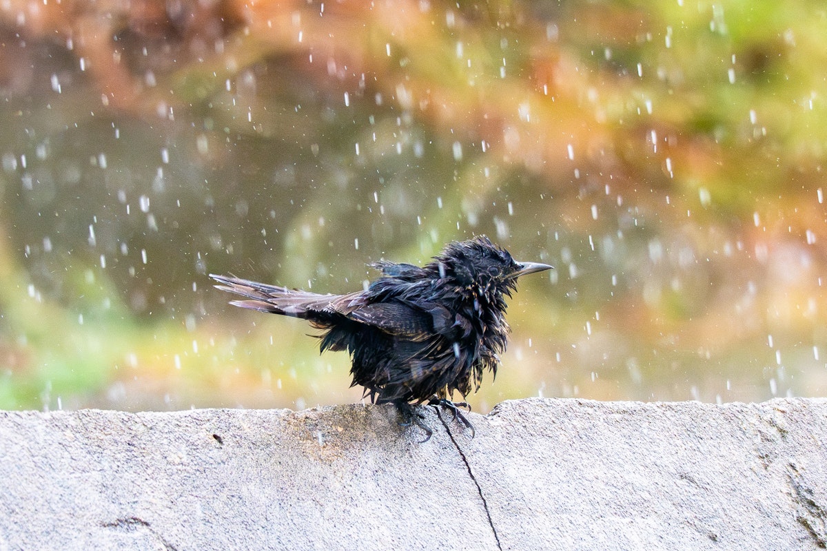豪雨に耐えるイソヒヨドリ