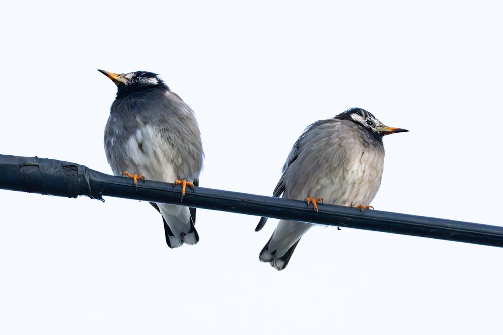 冬のムクドリ。羽を立ててふっくらしている - 2025.12.30 山梨県甲府市