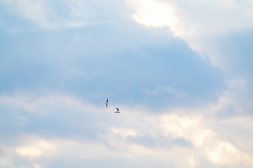 帰り際にまたコチドリ - 2025.11.24 沖縄県豊見城市