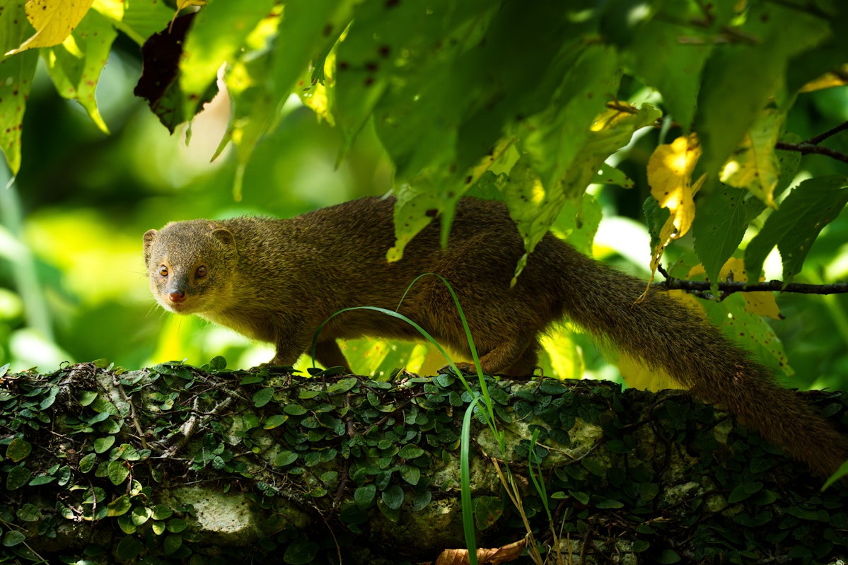 マングース - 2025.05.31 沖縄県読谷村