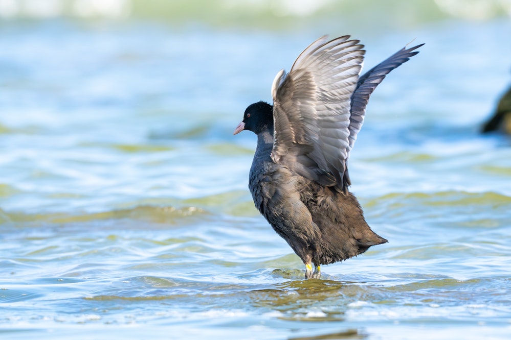 オオバンは顔だけ黒く、体は灰色 - 2025.11.03 沖縄県糸満市 