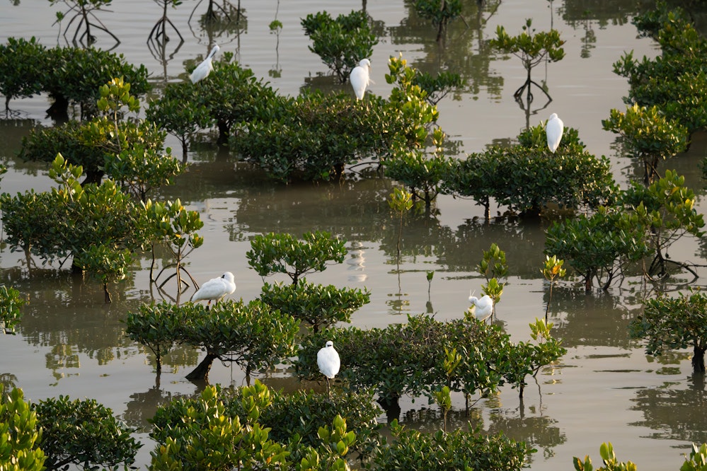 夕方、マングローブの木の上で休む様子 - 2026.03.04
