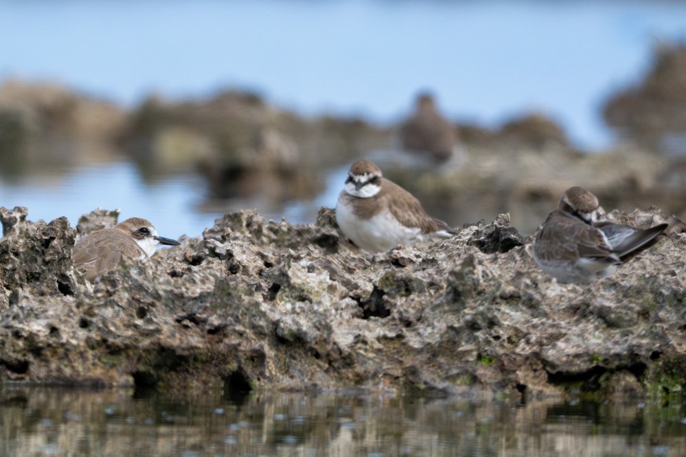 メダイチドリと一緒にいる様子 - 2025.03.16 沖縄県糸満市