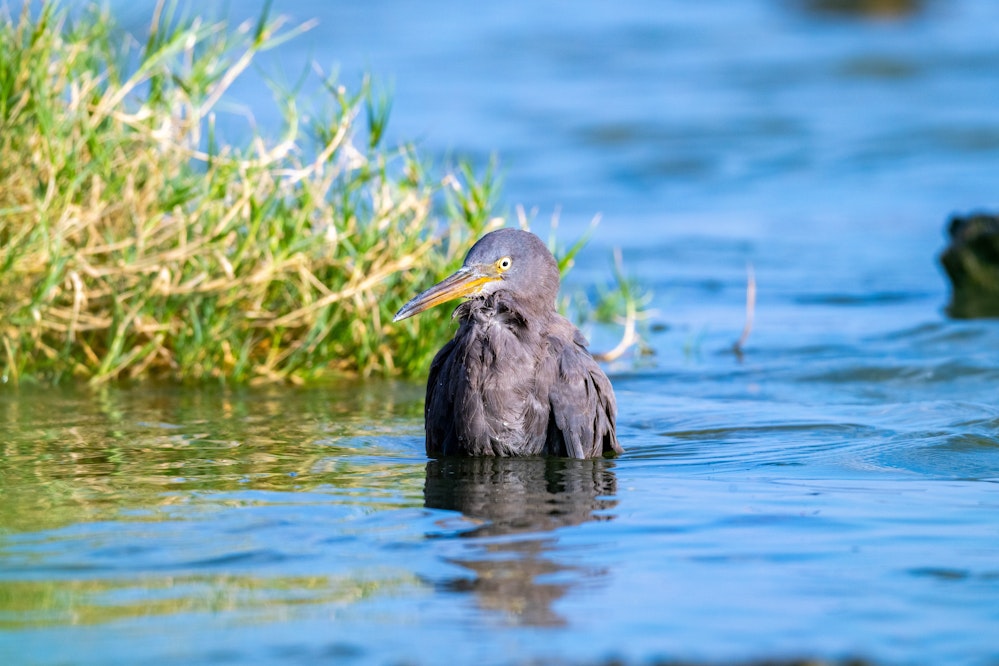 まるでお風呂に入ってるようなスタイルで水浴するクロサギ - 2025.11.04 沖縄県糸満市