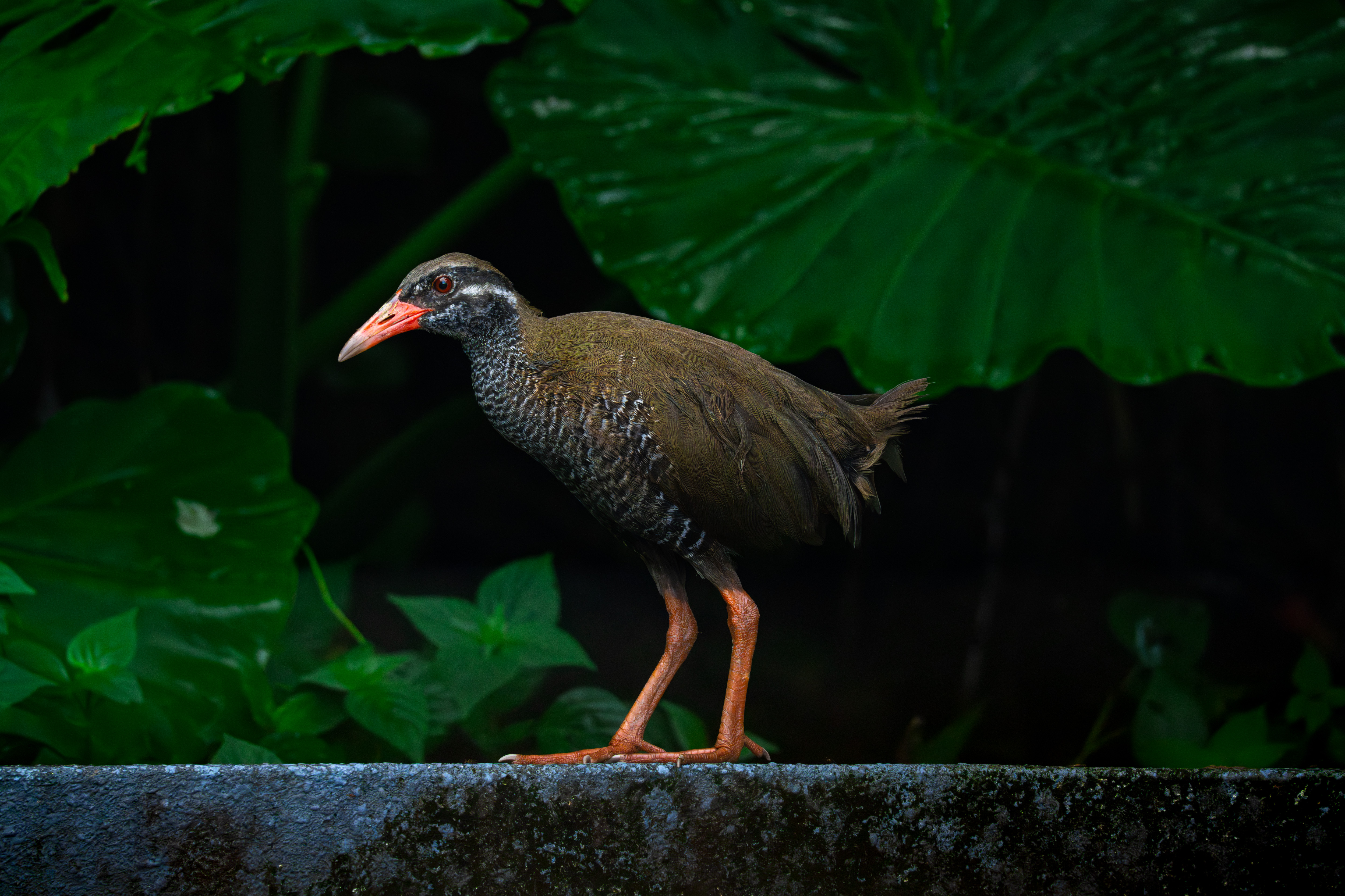 ヤンバルクイナ｜沖縄の野鳥