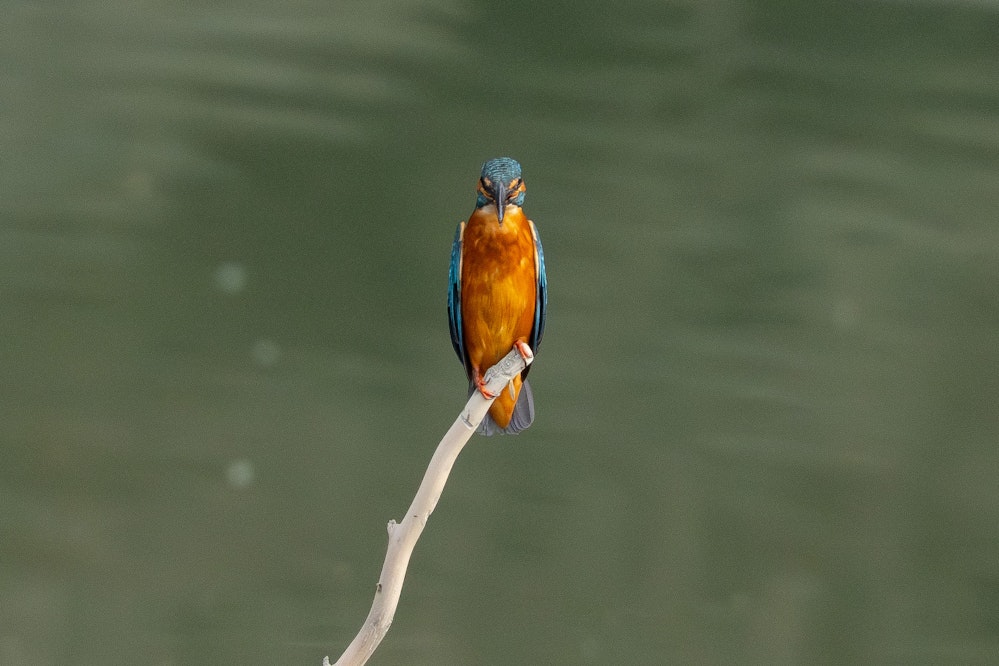 細っ - 2025.11.29 沖縄県糸満市