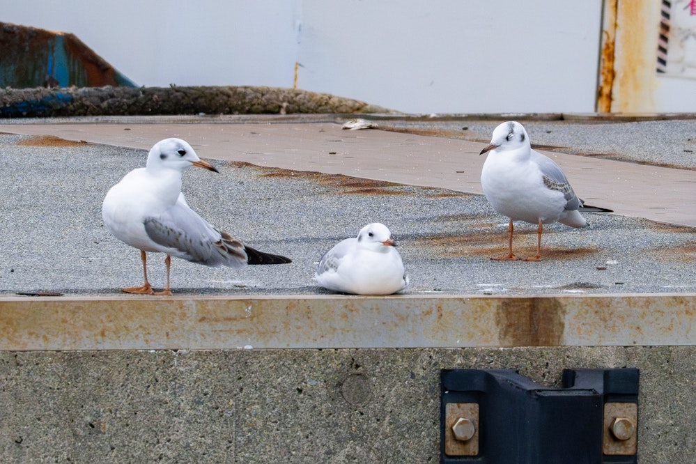 思い思いのスタイルで休む - 2025.12.21 沖縄県南城市