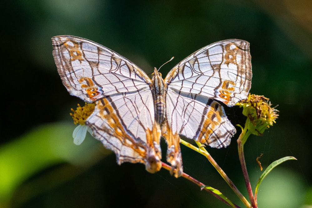 イシガケチョウ（石崖蝶）- 2025.10.25 沖縄県読谷村