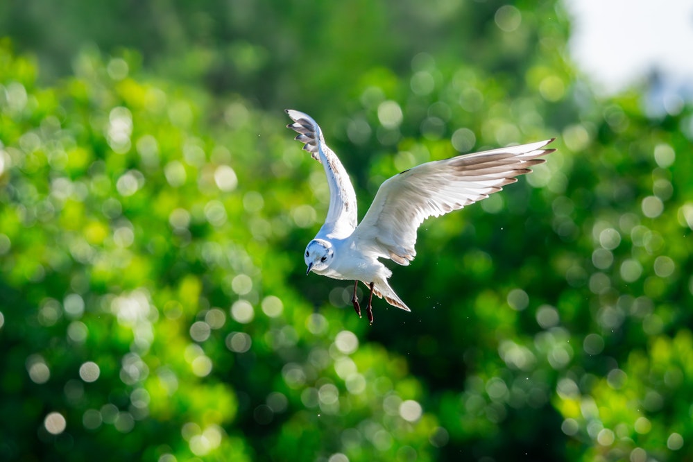 獲物を狙うズグロカモメ - 2025.11.08 沖縄県沖縄市