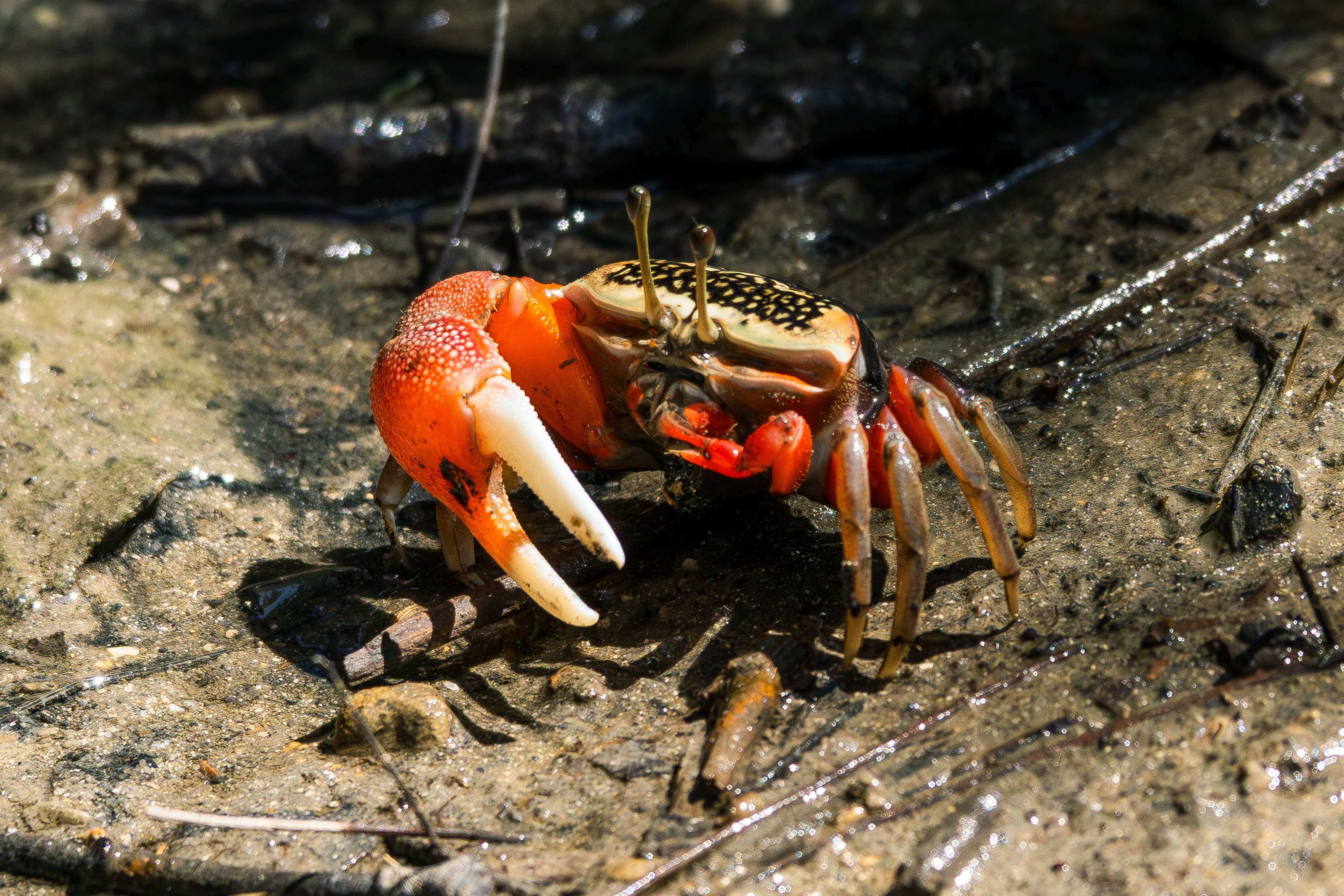 野鳥以外で出会った生き物たち「水生生物編」｜沖縄の野鳥