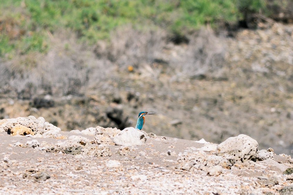 砂浜にいることもある