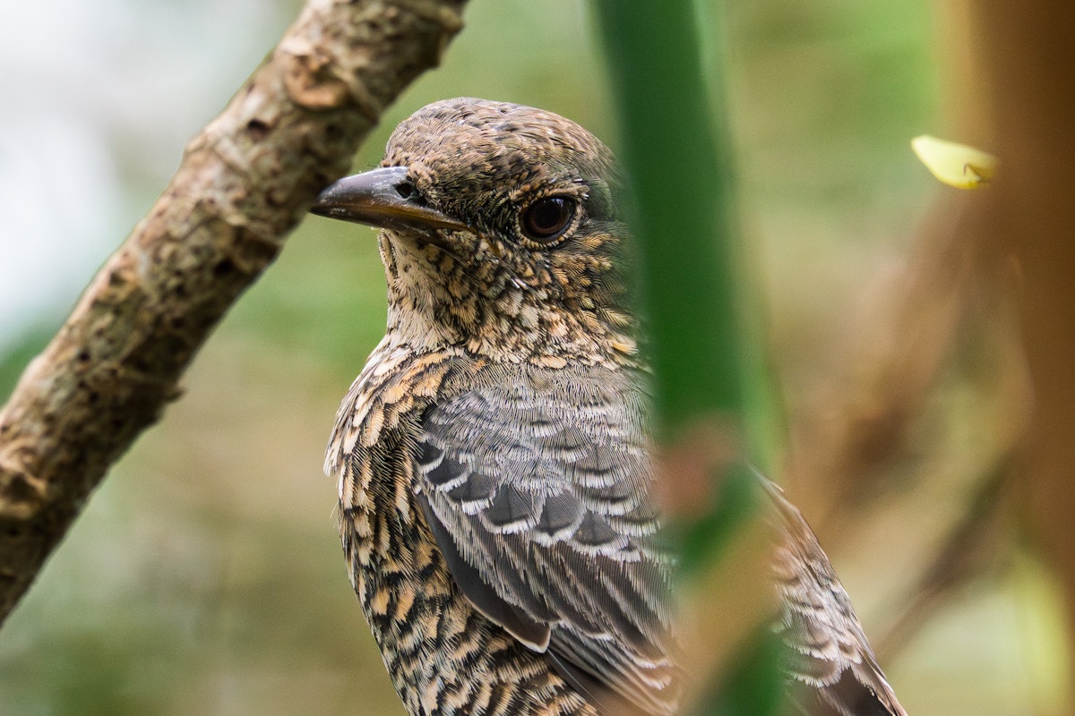 イソヒヨドリのメスは控えめな色ながら、それはそれでかっこいい雰囲気 - 2025.10.23 沖縄県西原町