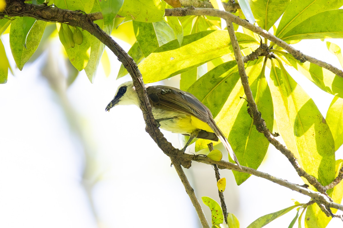 マレーシアの野鳥:メグロヒヨドリ