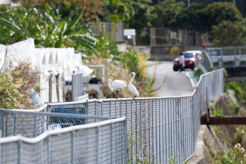 ちょっとした水路にもいる - 2026.01.17 沖縄県南城市