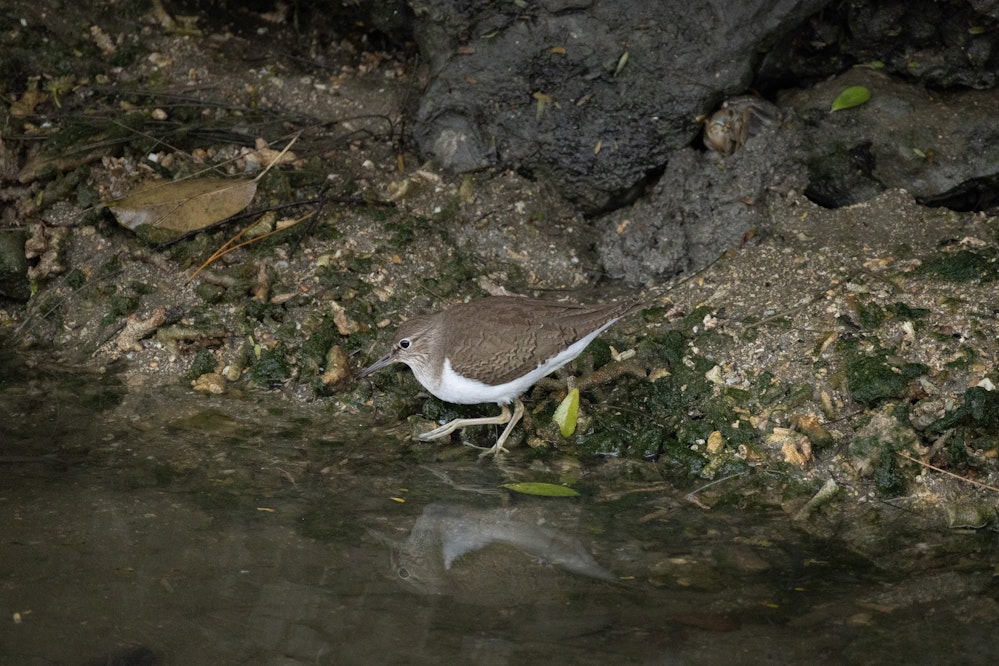 水路にもいるイソシギ - 2025.02.23 沖縄県豊見城市